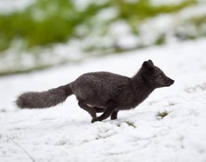 Polarfuchs bei Heydalur in den Westfjorden