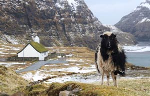 Ein Schaf auf den Färöer Inseln begrüsst die Besucher.