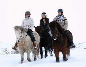 Pferde vor dem Berg Hekla in Island.