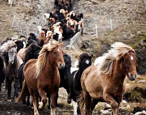 Freie Pferdeherde beim Pferdeabtrieb in Island