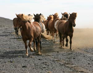 Reitferien in Island mit freilaufender Herde, hier auf dem Königspfad