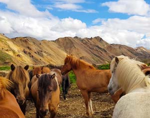 Pferdeherde im Hochland bei Landmannalaugar während einer Island-Reittour