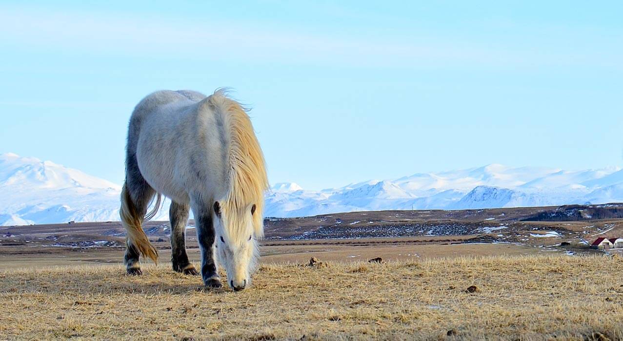 Pferd im winterlichen Grönland