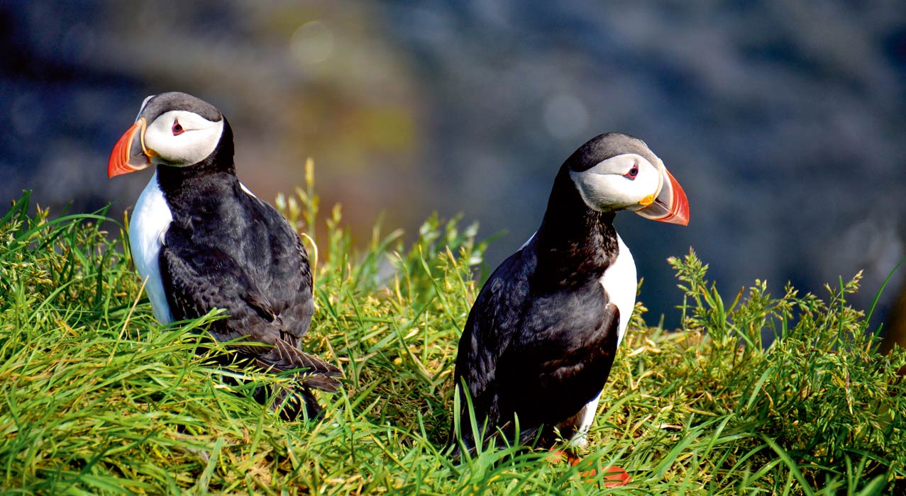 Papageientaucher im Gras in Island.