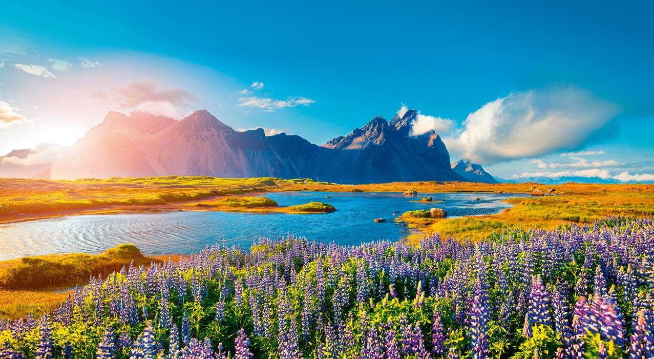 Das Vesturhorn in Island bei Sonnenschein und mit blühenden Lupinen