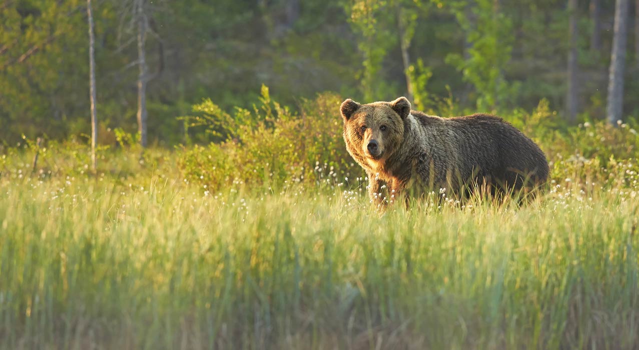 Der Braunbär ist Finnlands Nationaltier und vor allem in den tiefen Wäldern entlang der russischen Grenze beheimatet.